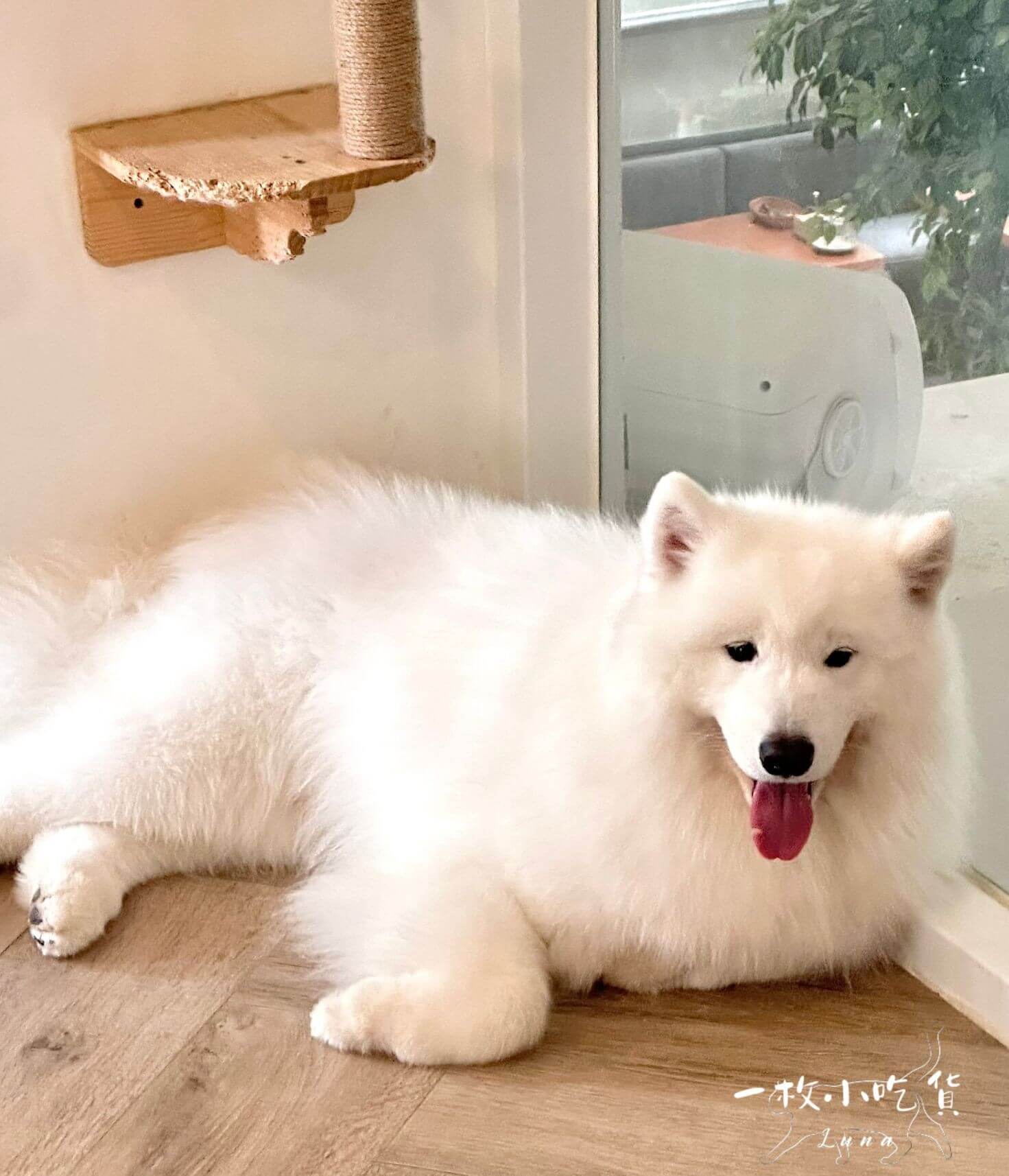 momori cafe storefront11