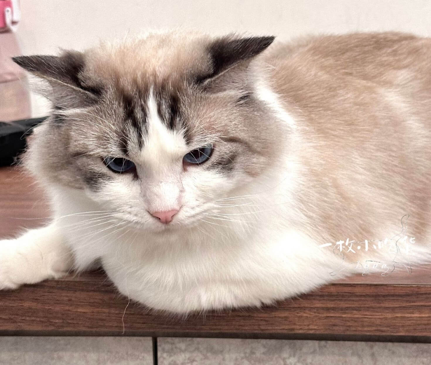 momori cafe storefront14