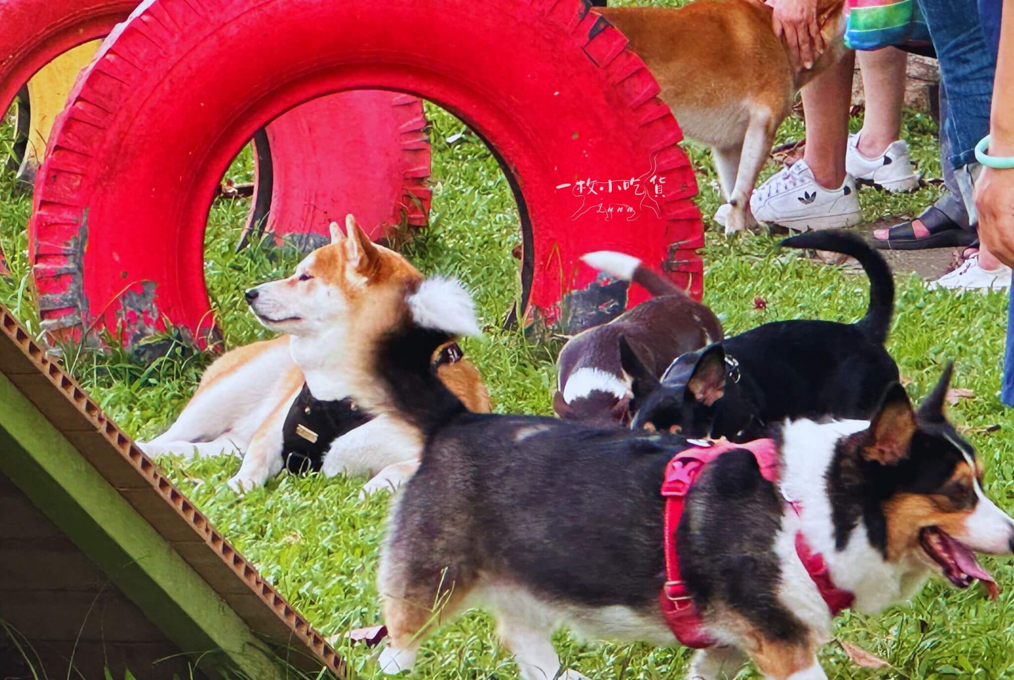 Alphapetstw 艾爾發寵物1